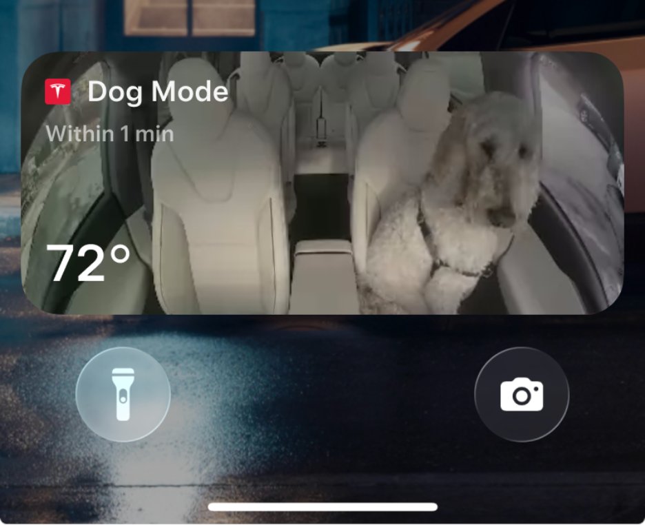 Dog Mode Live Activity screenshot in the 2025 Tesla Holiday Update.