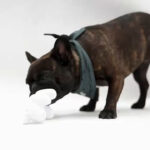 Tesla puts a $20 Dog Mode Chew Toy for your pet.